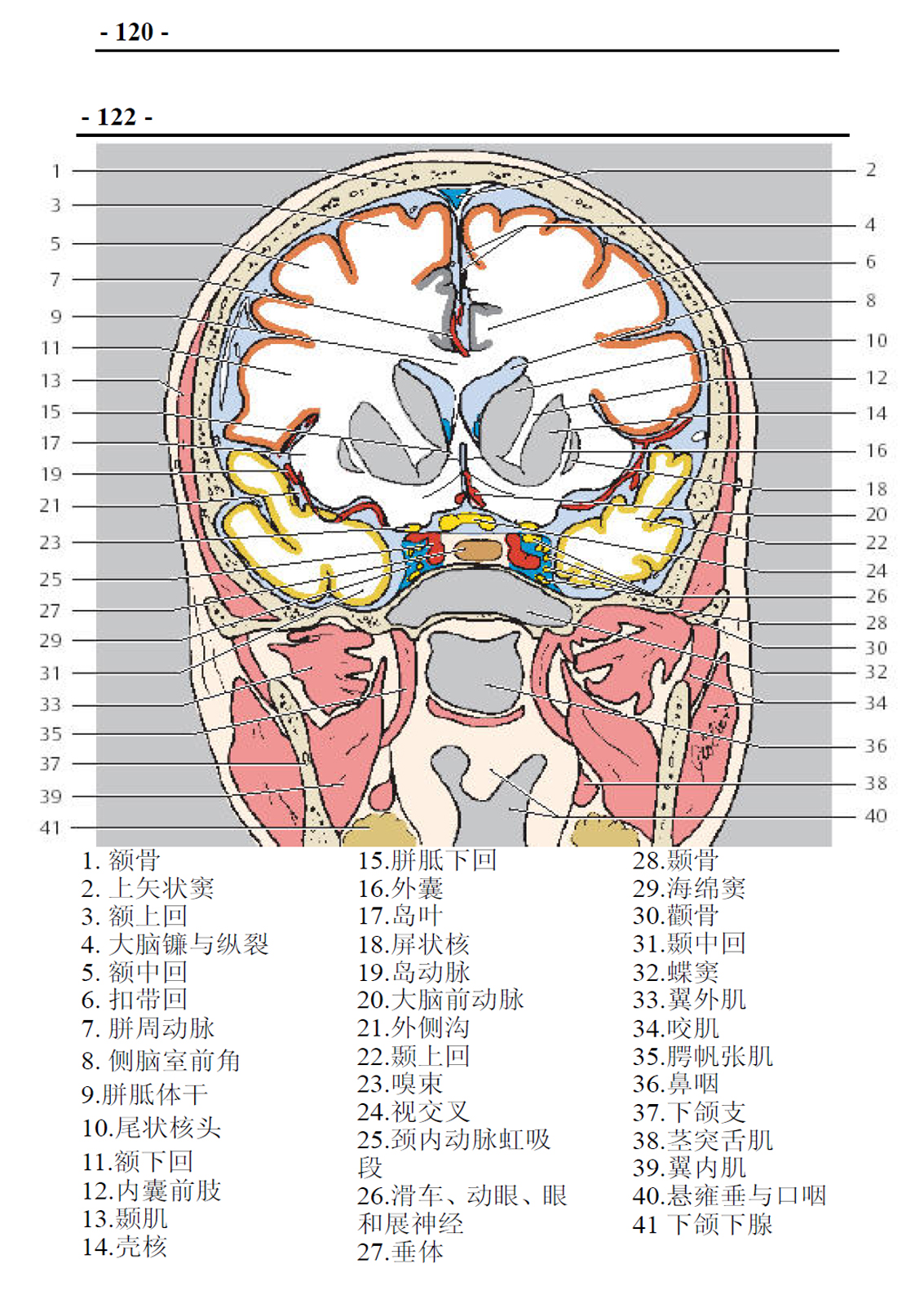 翼腭窝断层解剖