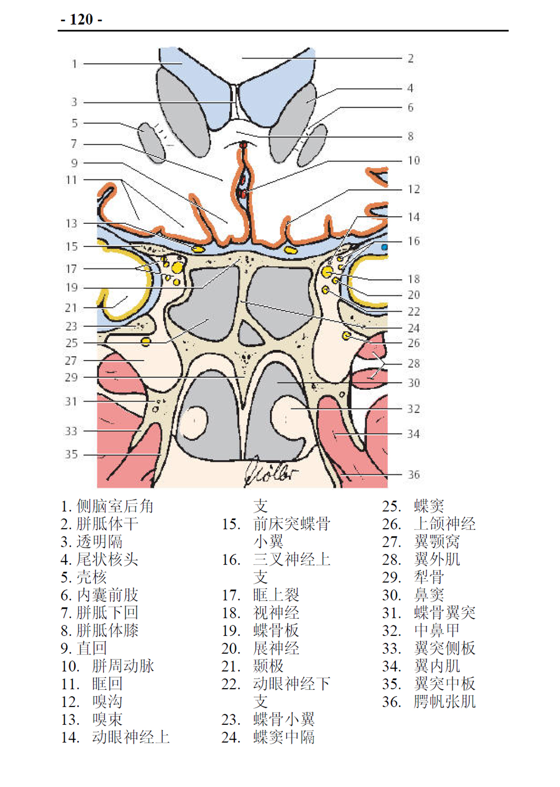 翼腭窝断层解剖
