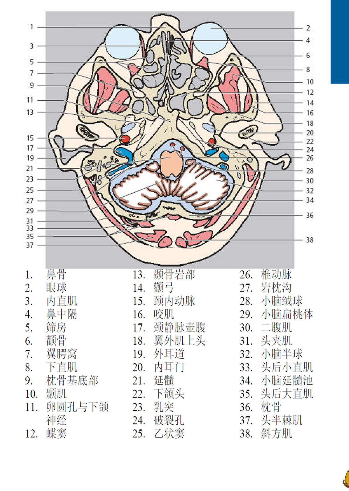 翼腭窝断层解剖