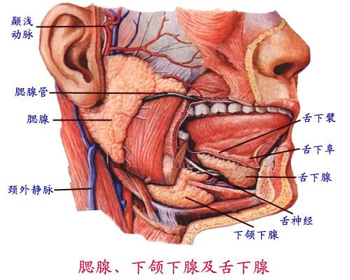 哪位老师能告诉我腮腺尾叶究竟在哪个部位?
