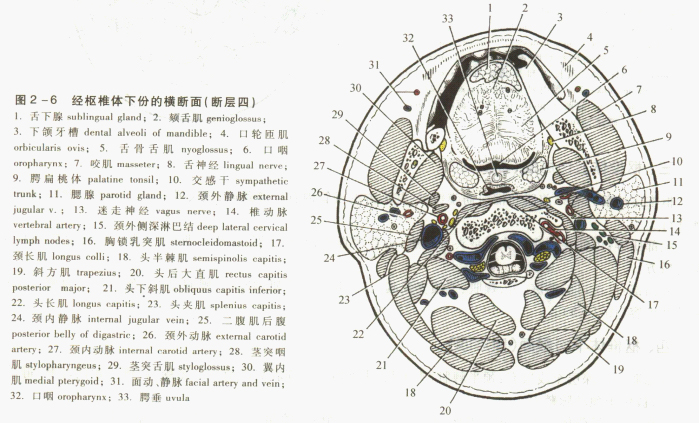 颈部的连续断层解剖