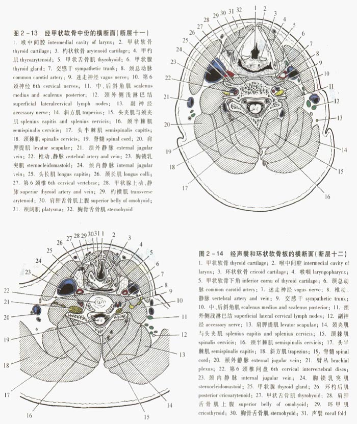 颈部的连续断层解剖