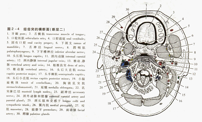 颈部的连续断层解剖