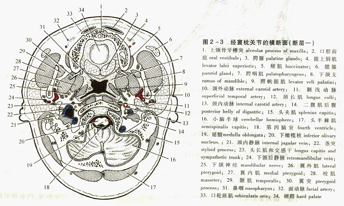 颈部的连续断层解剖