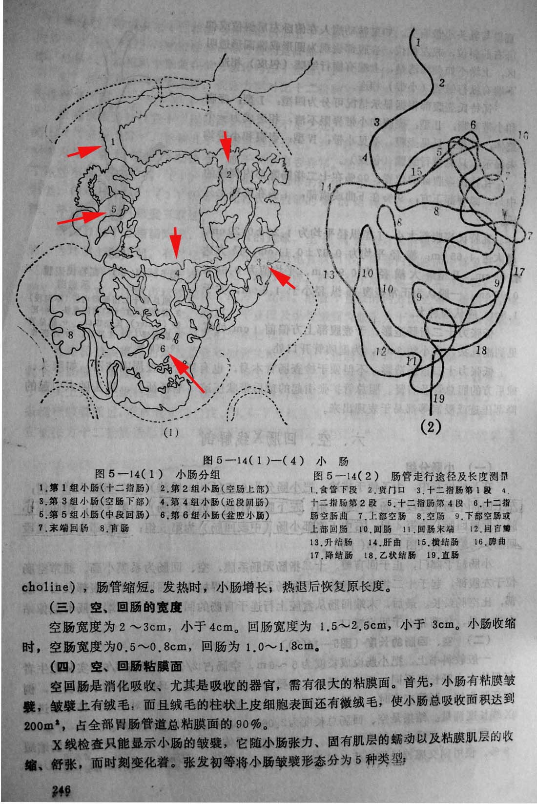 小肠分组