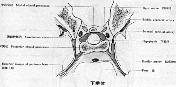jp0063:断层解剖线图——眼眶,垂体,乳突及腰椎