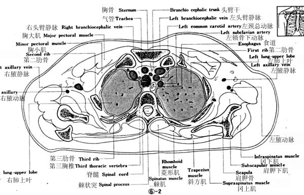 jp0073断层解剖线图5胸部