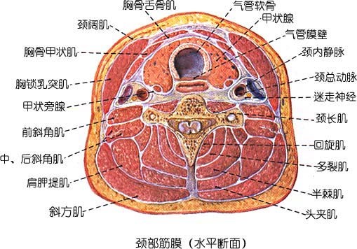 jp0158:颈部局部解剖!