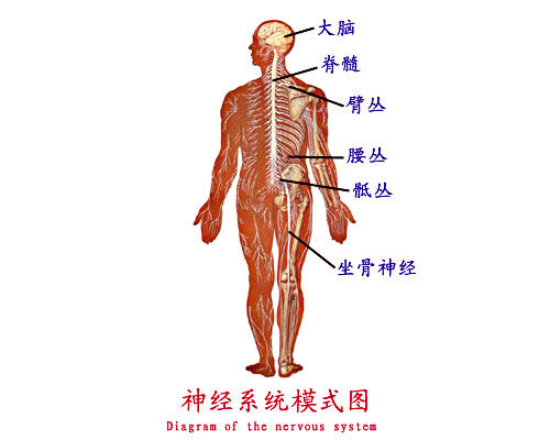 jp0116i:解剖图谱---神经系统---周围神经