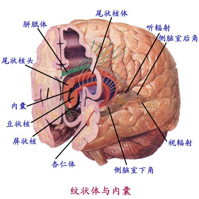 jp0116j解剖图谱中枢神经系统