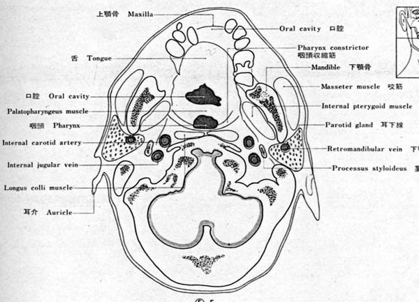 jp0145:颌面部断层解剖线图