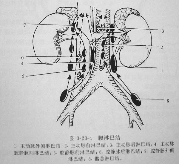 jp-0176腹盆部淋巴结