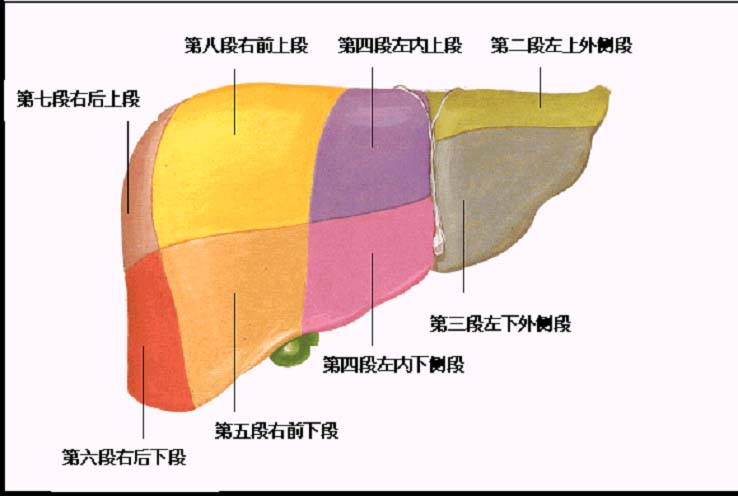 jp-0192:肝脏分段法(八段法) - 影像解剖 医影在线