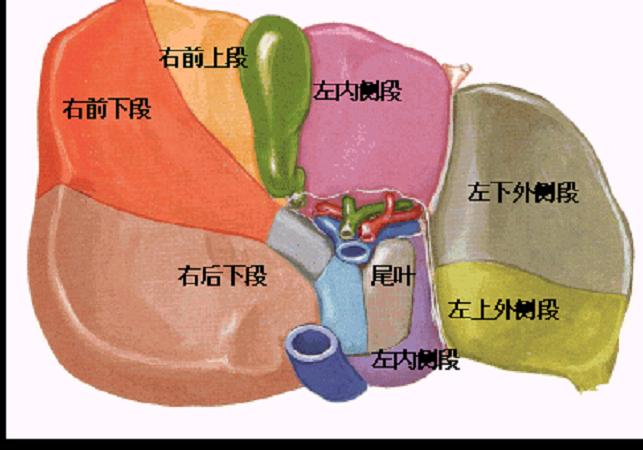 jp-0192:肝脏分段法(八段法) - 影像解剖 医影在线