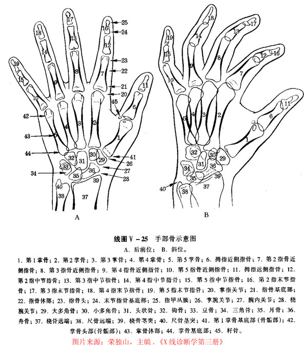 手的解剖--大体,线图及ct三维重建