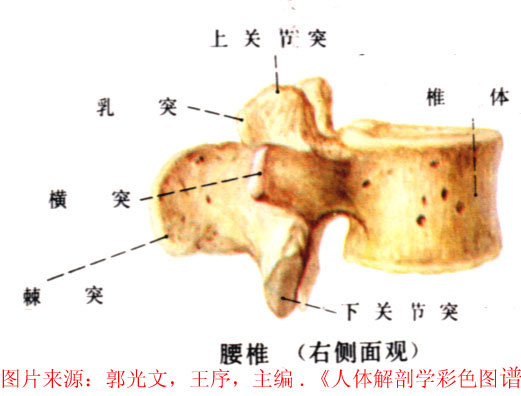 腰椎解剖--大体标本及ct三维重建