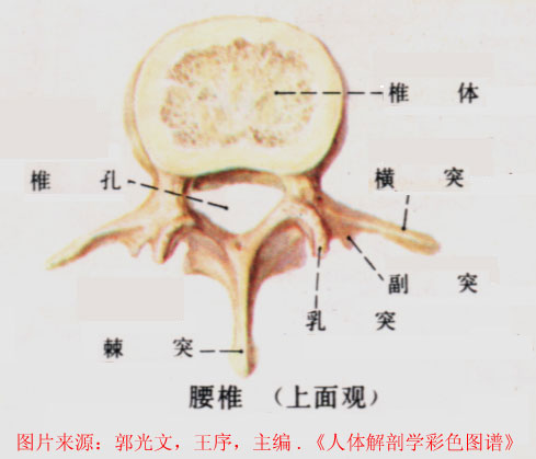 腰椎解剖--大体标本及ct三维重建