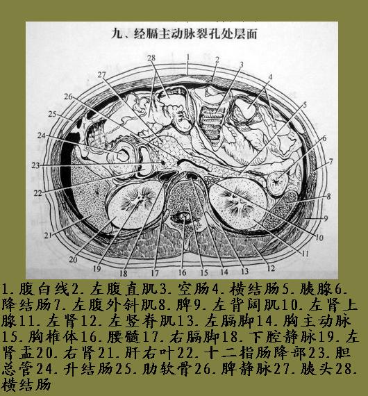 jp121-2断层解剖(线条图-腹部(第四部分)