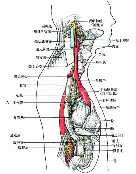 脑神经 - 影像解剖 医影在线