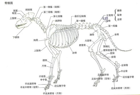 犬类骨骼图