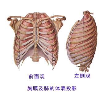 肺的体表投影